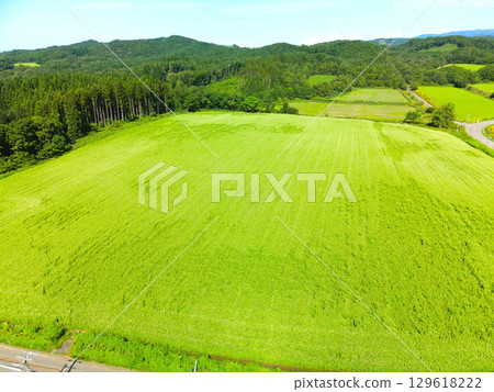 Aerial view of buckwheat fields beginning to bloom in Otobe Town, Hokkaido in summer Aerial view of buckwheat fields beginning to bloom in Otobe Town, Hokkaido in summer 129618222