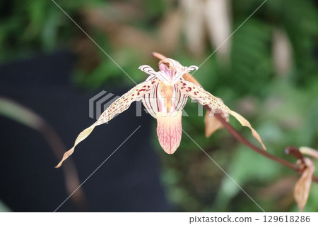 A close-up of a Paphiopedilum flower A close-up of a Paphiopedilum flower 129618286