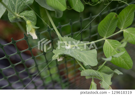 Fresh morning dew on pea plant leaves in garden setting Fresh morning dew on pea plant leaves in garden setting 129618319