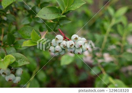 Unripe blueberries on bush with green leaves in garden Unripe blueberries on bush with green leaves in garden 129618320