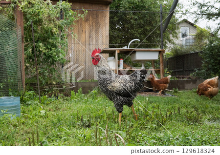 Black and white rooster in lush backyard with brown hens and wooden coop 129618324