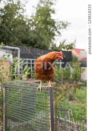 Brown hen perched on fence in lush garden setting Brown hen perched on fence in lush garden setting 129618333