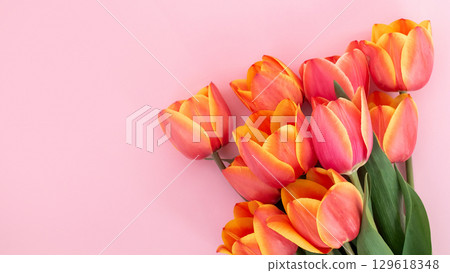 Vibrant orange tulips on soft pink background Vibrant orange tulips on soft pink background 129618348