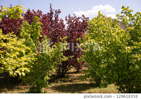 Lush green and red foliage under clear sky in sunlit garden 129618358