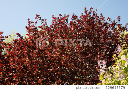 Dense red foliage against clear blue sky in a vibrant garden scene Dense red foliage against clear blue sky in a vibrant garden scene 129618379
