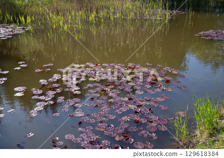 Tranquil pond with purple water lilies and tall grasses Tranquil pond with purple water lilies and tall grasses 129618384