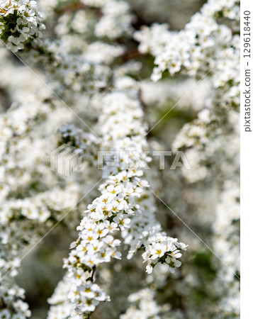 繡線菊可愛的小白花在春日陽光下閃閃發光 129618440