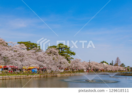 [Niigata Prefecture] Takada Castle Ruins Park - Moat Fountain and Cherry Blossoms 129618511