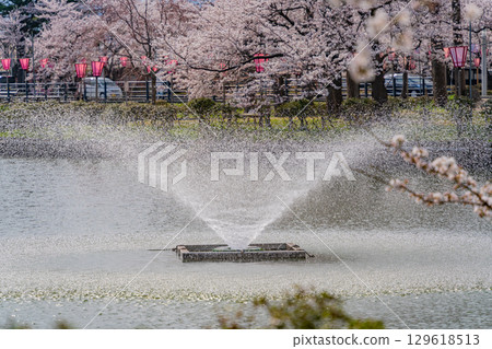 [Niigata Prefecture] Takada Castle Ruins Park - Moat Fountain and Cherry Blossoms 129618513
