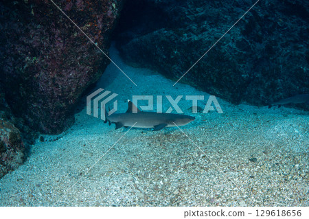 Nemelivka Ogasawara 129618656