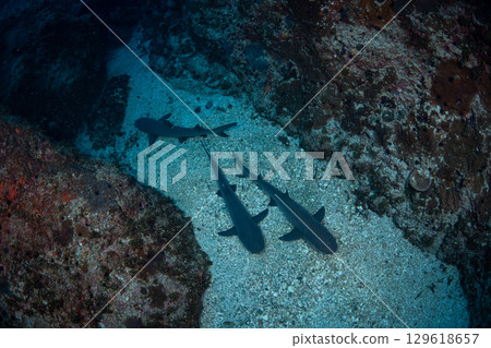 Nemelivka Ogasawara 129618657