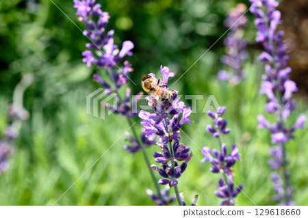 Busy bee collects nectar from lavender flowers in a sunny garden during early summer 129618660