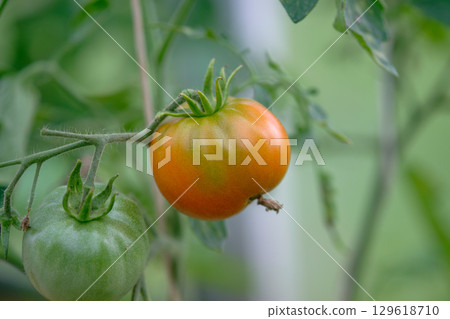 Ripening tomatoes on vine in a garden during summer season showcasing vibrant colors and healthy growth 129618710