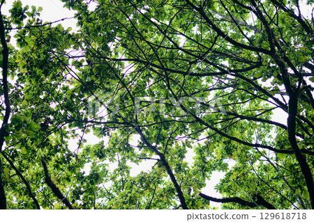 Sunlight filtering through lush green leaves in a serene forest canopy during a calm summer day Sunlight filtering through lush green leaves in a serene forest canopy during a calm summer day 129618718