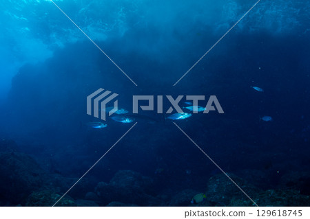 School of Dogtooth Tuna, Tuna Cave, Ogasawara, Yomejima 129618745