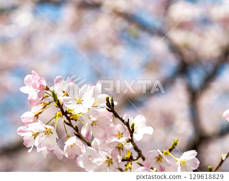 The pale pink Jindai Akebono cherry blossoms in full bloom bathed in the spring sunshine The pale pink Jindai Akebono cherry blossoms in full bloom bathed in the spring sunshine 129618829