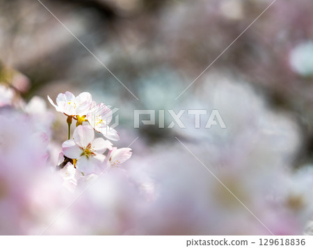 The pale pink Jindai Akebono cherry blossoms in full bloom bathed in the spring sunshine The pale pink Jindai Akebono cherry blossoms in full bloom bathed in the spring sunshine 129618836
