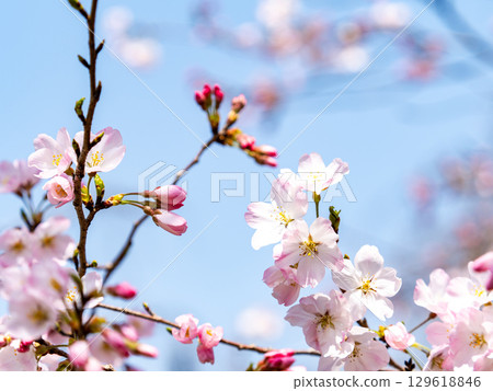 淡粉紅色的神代曙光花花在春日陽光下盛開 129618846