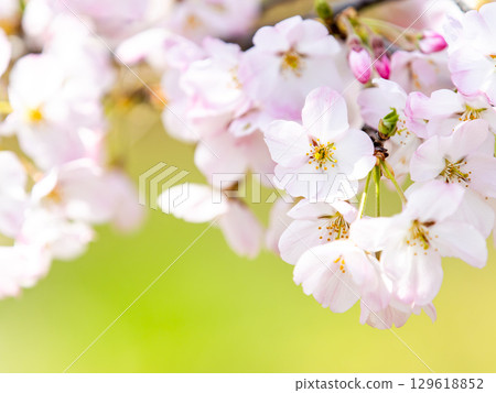 淡粉紅色的神代曙光花花在春日陽光下盛開 129618852