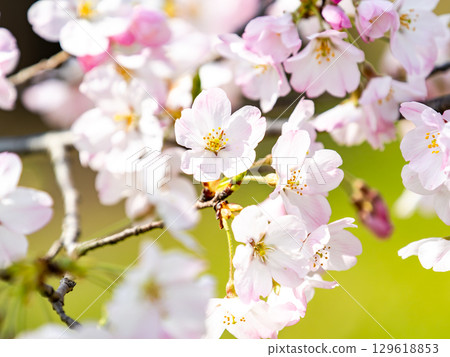 The pale pink Jindai Akebono cherry blossoms in full bloom bathed in the spring sunshine The pale pink Jindai Akebono cherry blossoms in full bloom bathed in the spring sunshine 129618853