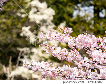 淡粉紅色的神代曙光花花在春日陽光下盛開 129618865