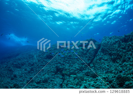 Looking up at the sea surface, Ogasawara 129618885
