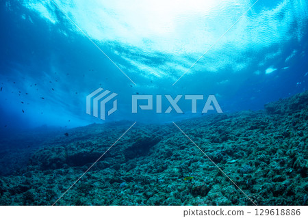 Looking up at the sea surface, Ogasawara 129618886