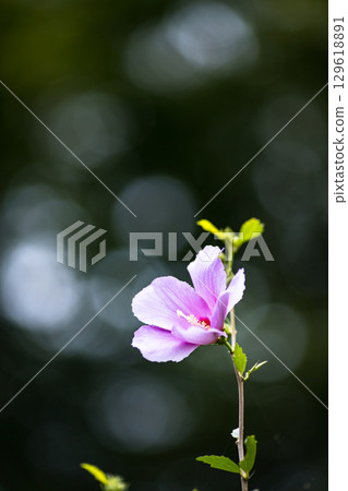 Rose of Sharon Natural Park, Minano Town, Saitama Prefecture 129618891