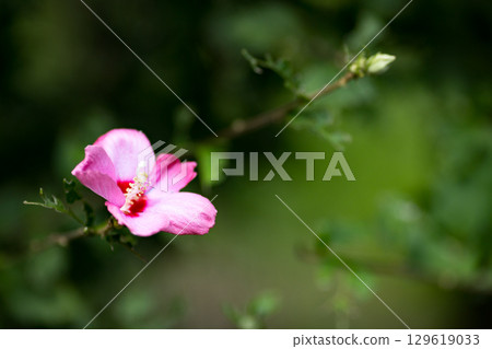 Rose of Sharon Natural Park, Minano Town, Saitama Prefecture 129619033
