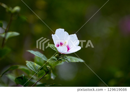 埼玉縣皆濃町 沙崙玫瑰自然公園 129619086