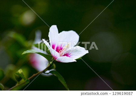 埼玉縣皆濃町 沙崙玫瑰自然公園 129619087