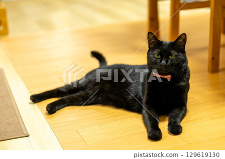 黑貓 129619130