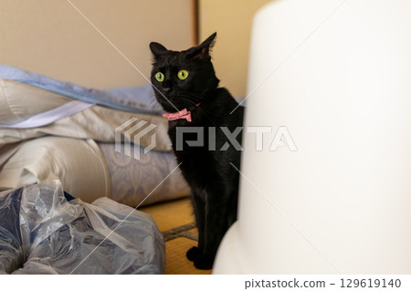 Black cat Black cat 129619140