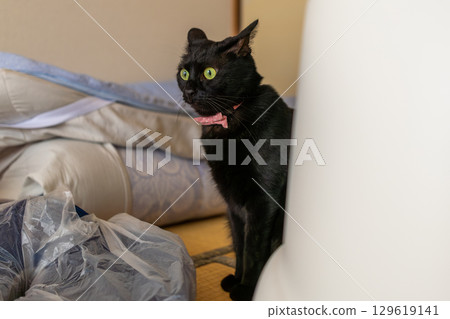 Black cat Black cat 129619141