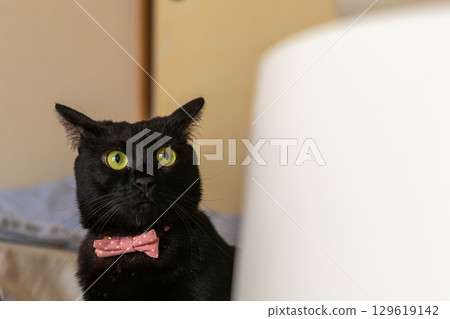黑貓 黑貓 129619142