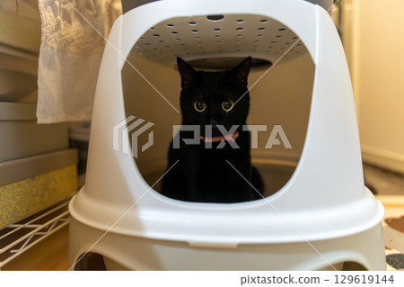 Black cat  129619144