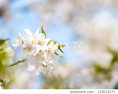 Kanzaki Oshima cherry blossoms in full bloom, shining in the spring sunshine Kanzaki Oshima cherry blossoms in full bloom, shining in the spring sunshine 129619171