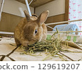 A rabbit messing around eating Timothy hay 129619207