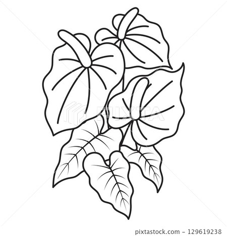 anthurium flower in outline 129619238