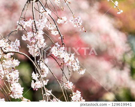 優雅盛開的垂枝櫻花在春日陽光下閃閃發光 129619941