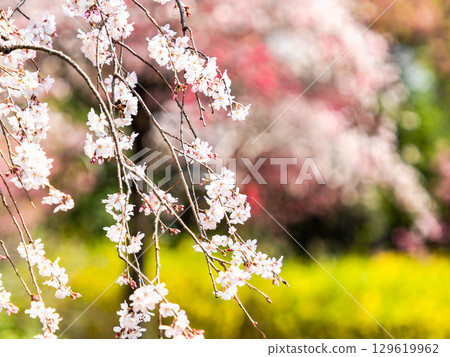 The elegant weeping cherry blossoms in full bloom shining in the spring sunshine The elegant weeping cherry blossoms in full bloom shining in the spring sunshine 129619962