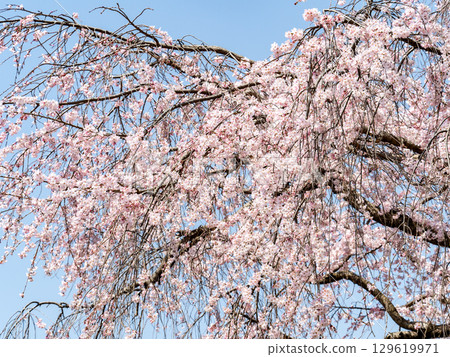 The elegant weeping cherry blossoms in full bloom shining in the spring sunshine The elegant weeping cherry blossoms in full bloom shining in the spring sunshine 129619971