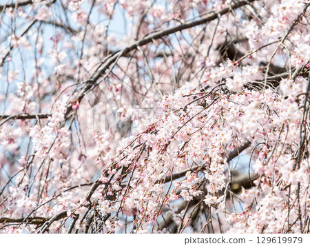 優雅盛開的垂枝櫻花在春日陽光下閃閃發光 129619979