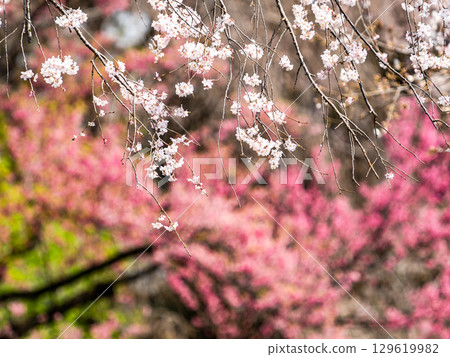 The elegant weeping cherry blossoms in full bloom shining in the spring sunshine The elegant weeping cherry blossoms in full bloom shining in the spring sunshine 129619982