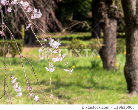 優雅盛開的垂枝櫻花在春日陽光下閃閃發光 129620005
