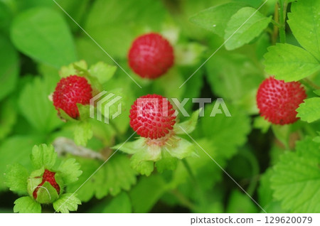 snake strawberry snake strawberry 129620079