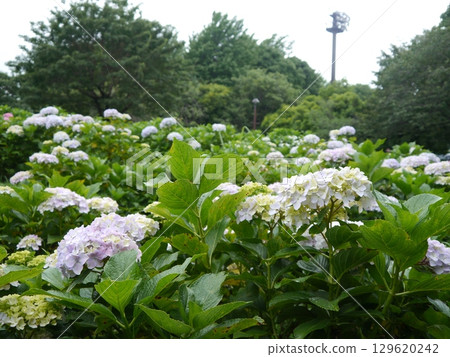 相模原北公園（以繡球花聞名） 129620242