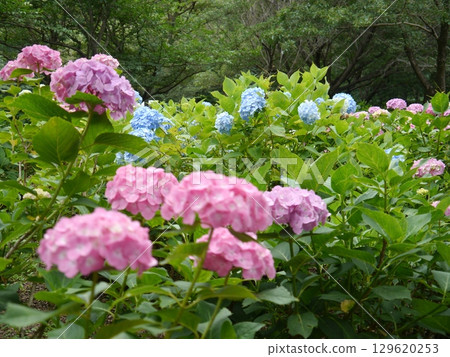 相模原北公園（以繡球花聞名） 129620253