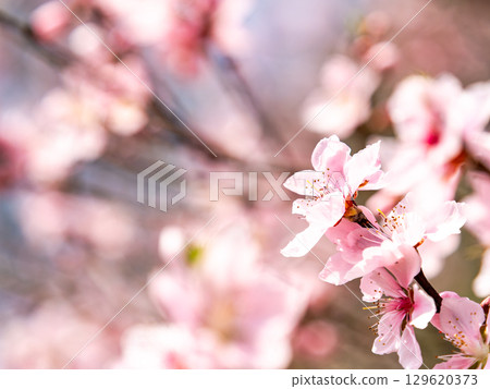 Almond blossoms in full bloom bathed in the spring sunshine 129620373