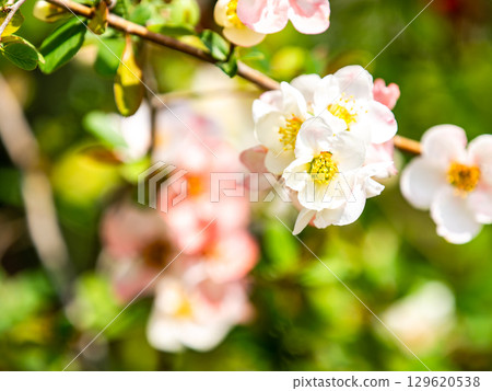 Full-blooming Japanese quince flowers herald the arrival of spring Full-blooming Japanese quince flowers herald the arrival of spring 129620538
